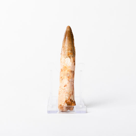 Large Spinosaurus sp. Tooth