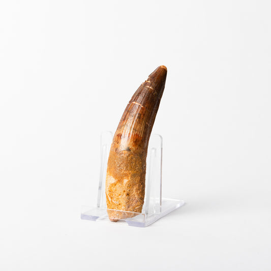 Large Spinosaurus sp. Tooth