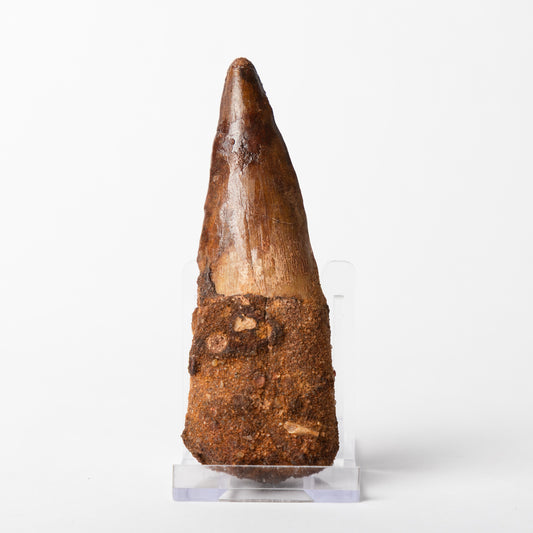Large Spinosaurus sp. Tooth