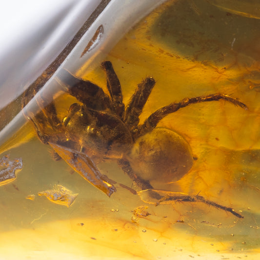 Baltic Amber with Spider Inclusion