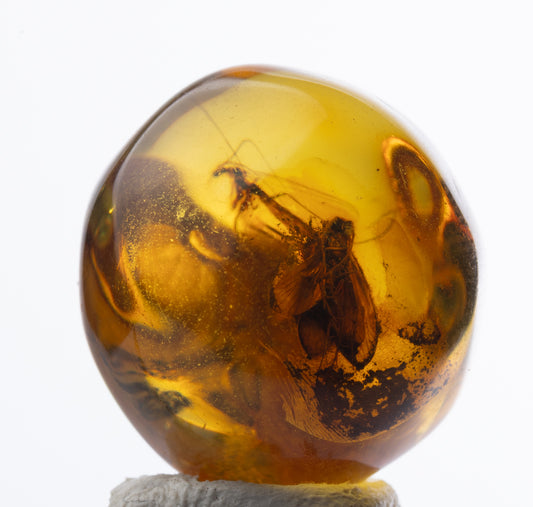 Baltic Amber with Dark Winged Fungus Gnat and Insect Inclusion