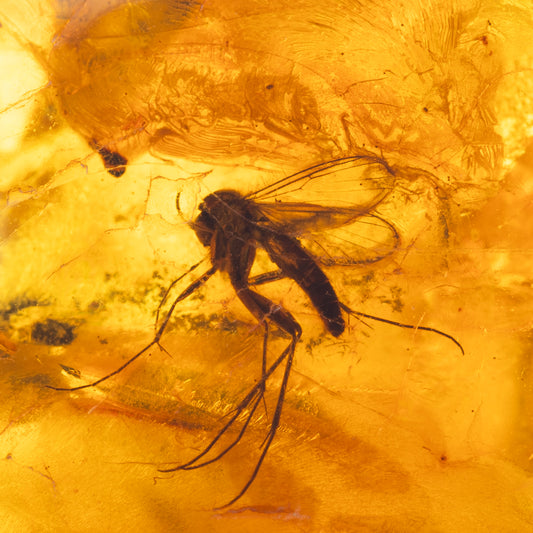 Baltic Amber with Mosquito Inclusion