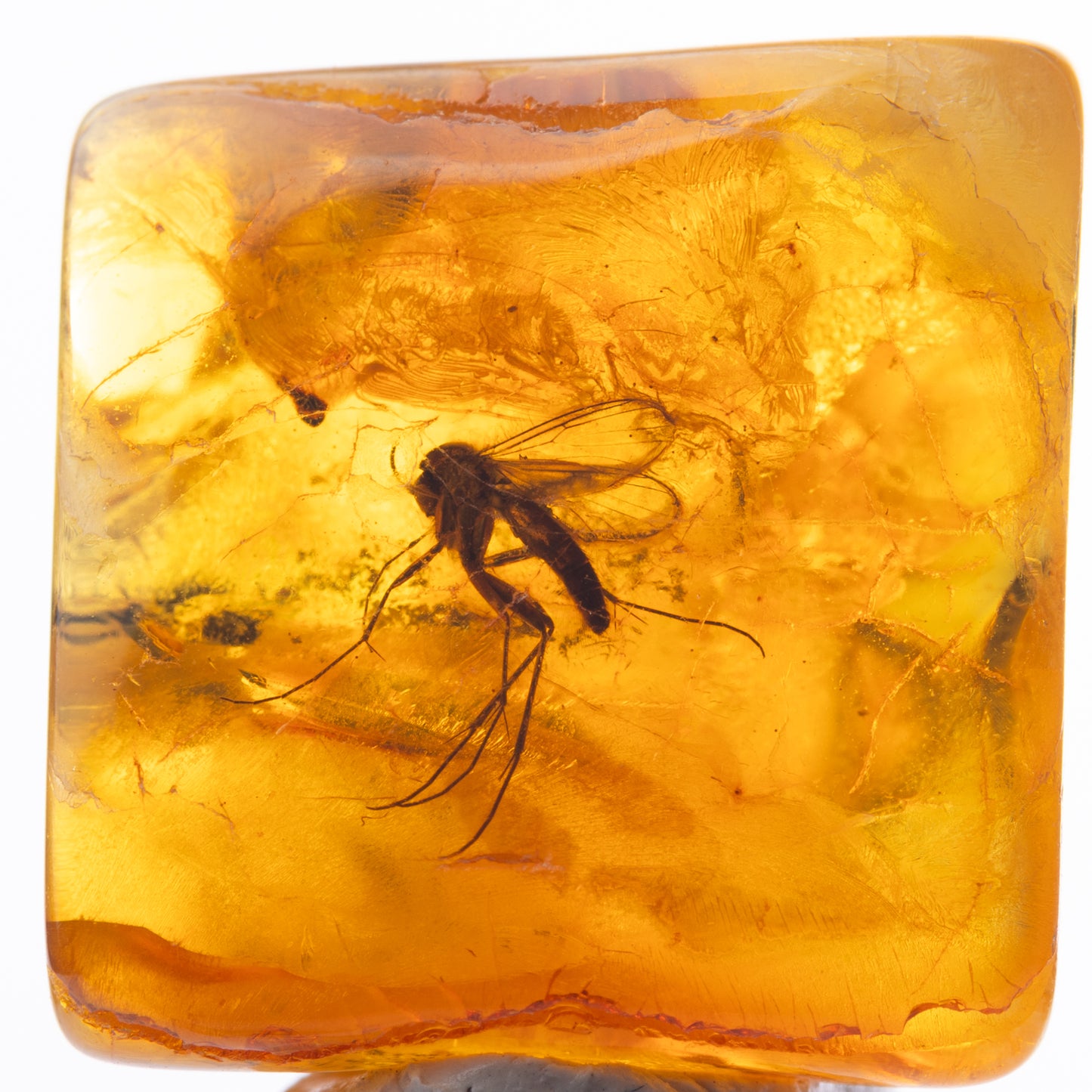 Baltic Amber with Mosquito Inclusion