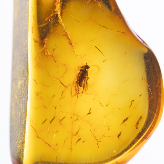 Baltic Amber with Insect Inclusion
