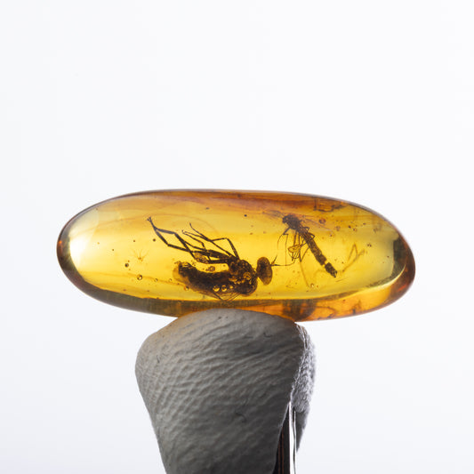 Baltic Amber with Insect Inclusion
