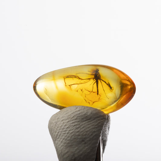 Baltic Amber with Insect Inclusion