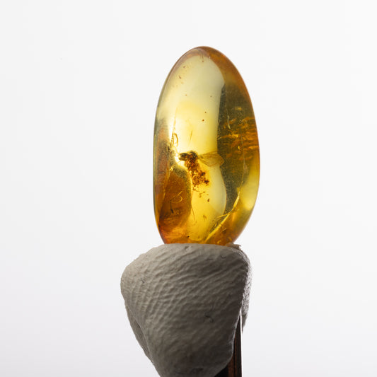 Baltic Amber with Insect Inclusion
