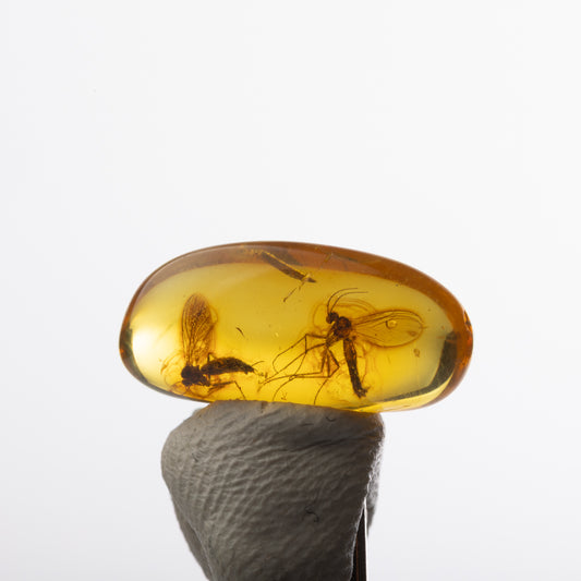 Baltic Amber with Insect Inclusion