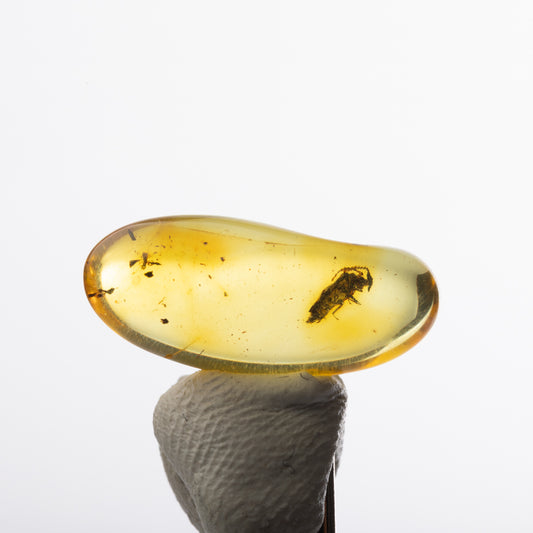 Baltic Amber with Insect Inclusion