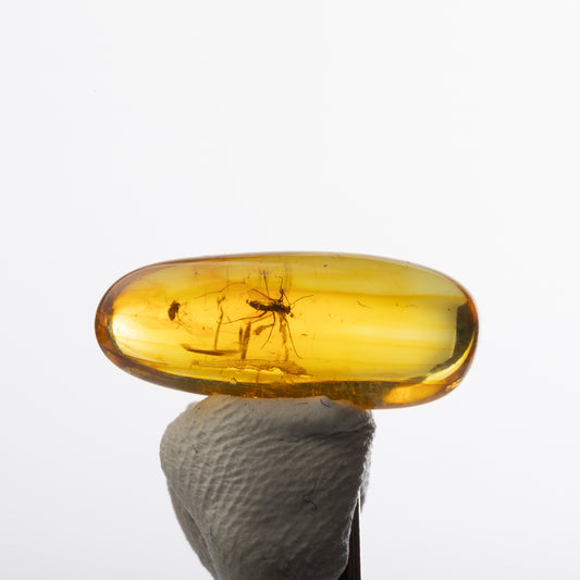 Baltic Amber with Insect Inclusion