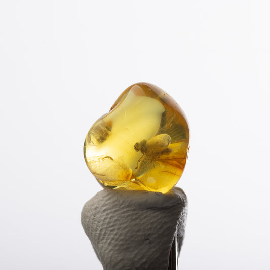 Baltic Amber with Insect Inclusion