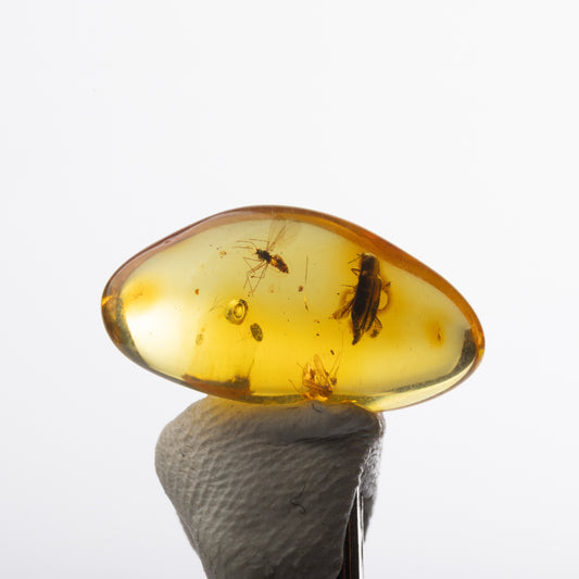 Baltic Amber with Insect Inclusion
