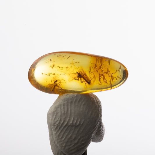 Baltic Amber with Insect Inclusion