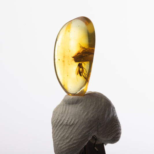 Baltic Amber with Insect Inclusion