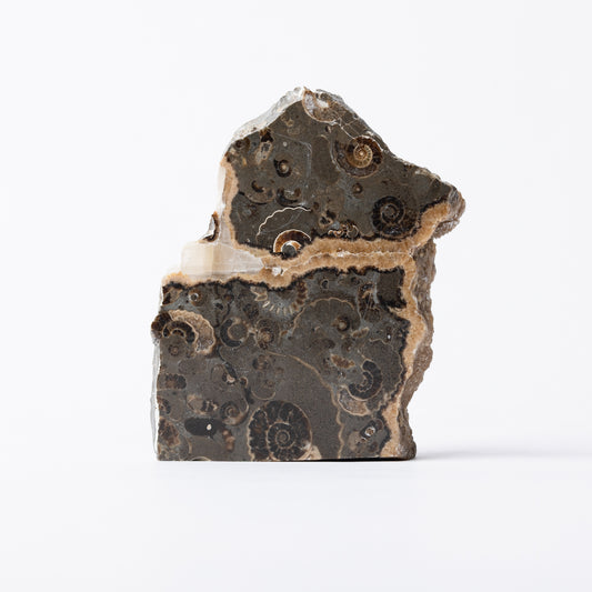 Promicroceras Ammonite Block - Marston Marble