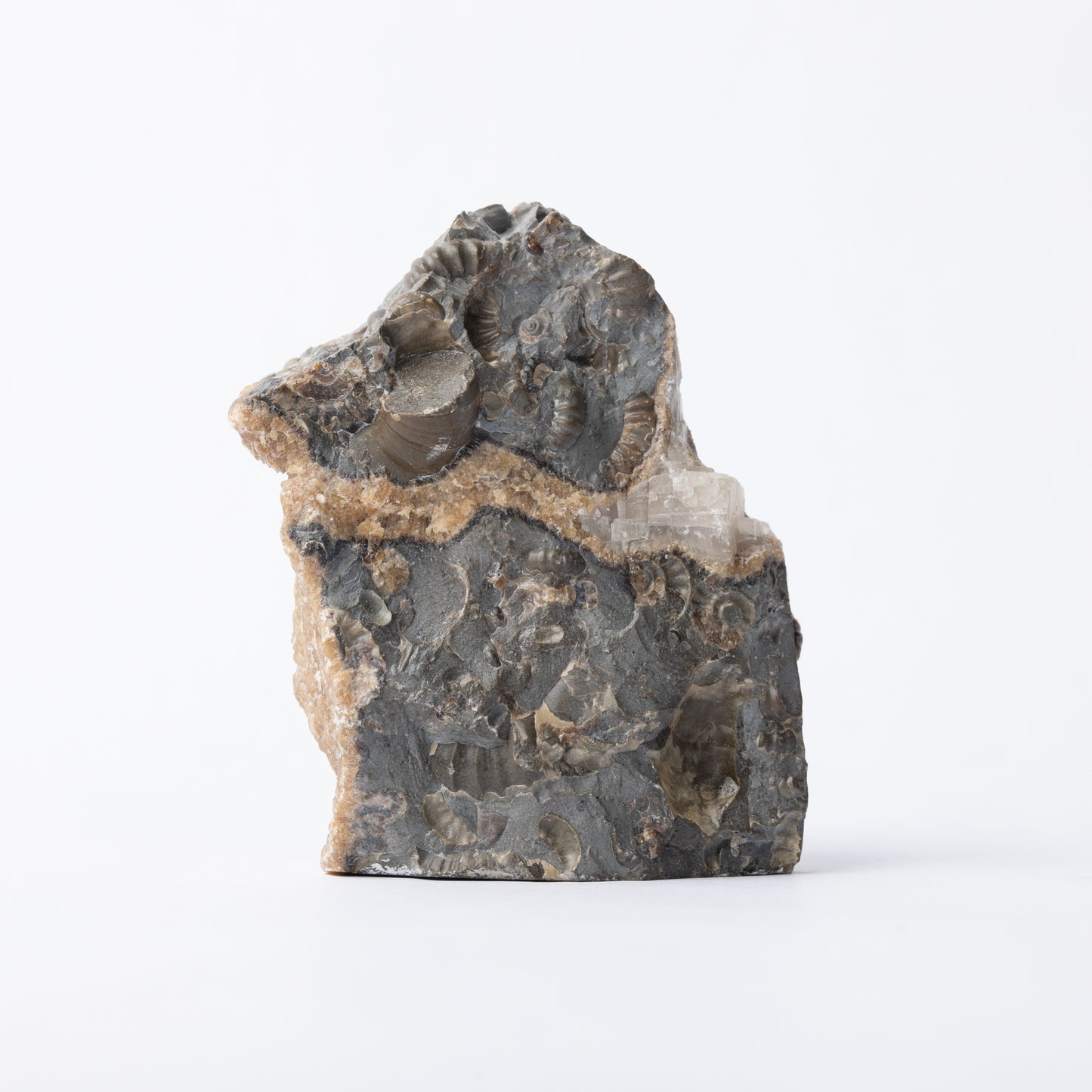 Promicroceras Ammonite Block - Marston Marble