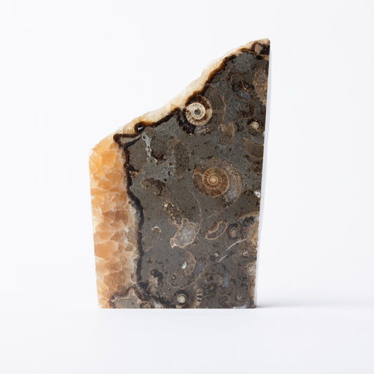Promicroceras Ammonite Block - Marston Marble
