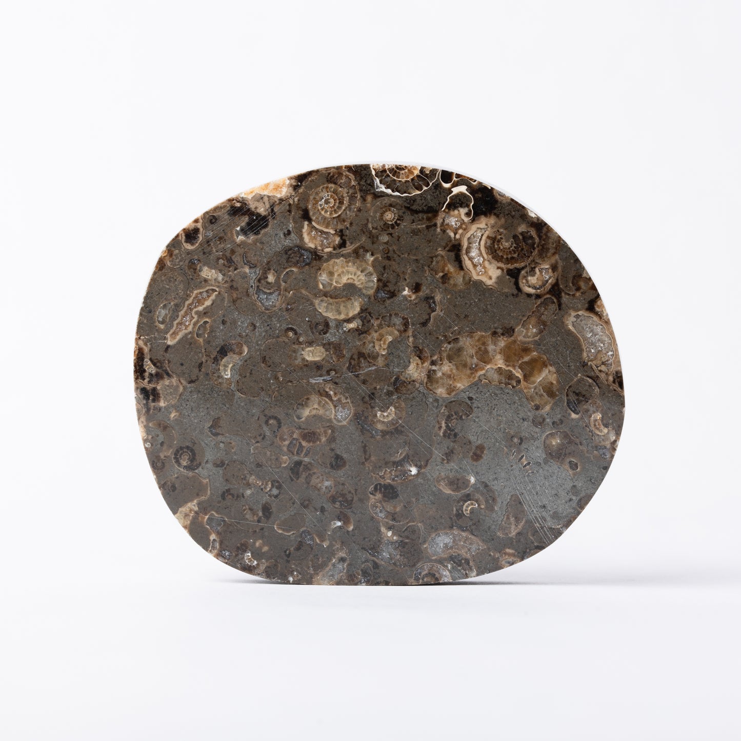 Promicroceras Ammonite Block - Marston Marble