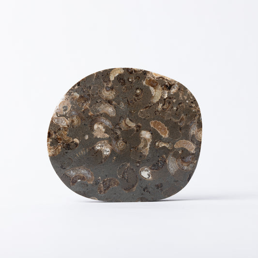 Promicroceras Ammonite Block - Marston Marble