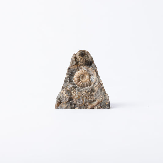 Promicroceras Ammonite Block - Marston Marble