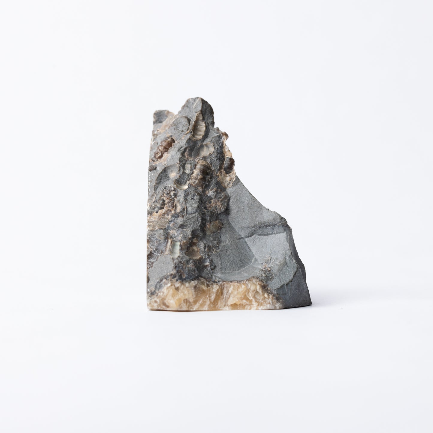 Promicroceras Ammonite Block - Marston Marble