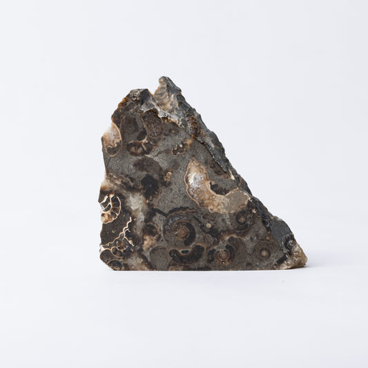 Promicroceras Ammonite Block - Marston Marble