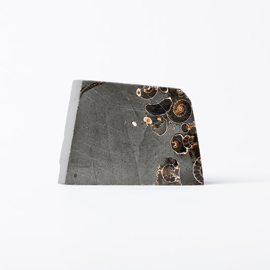Promicroceras Ammonite Block - Marston Marble