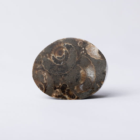 Promicroceras Ammonite Block - Marston Marble