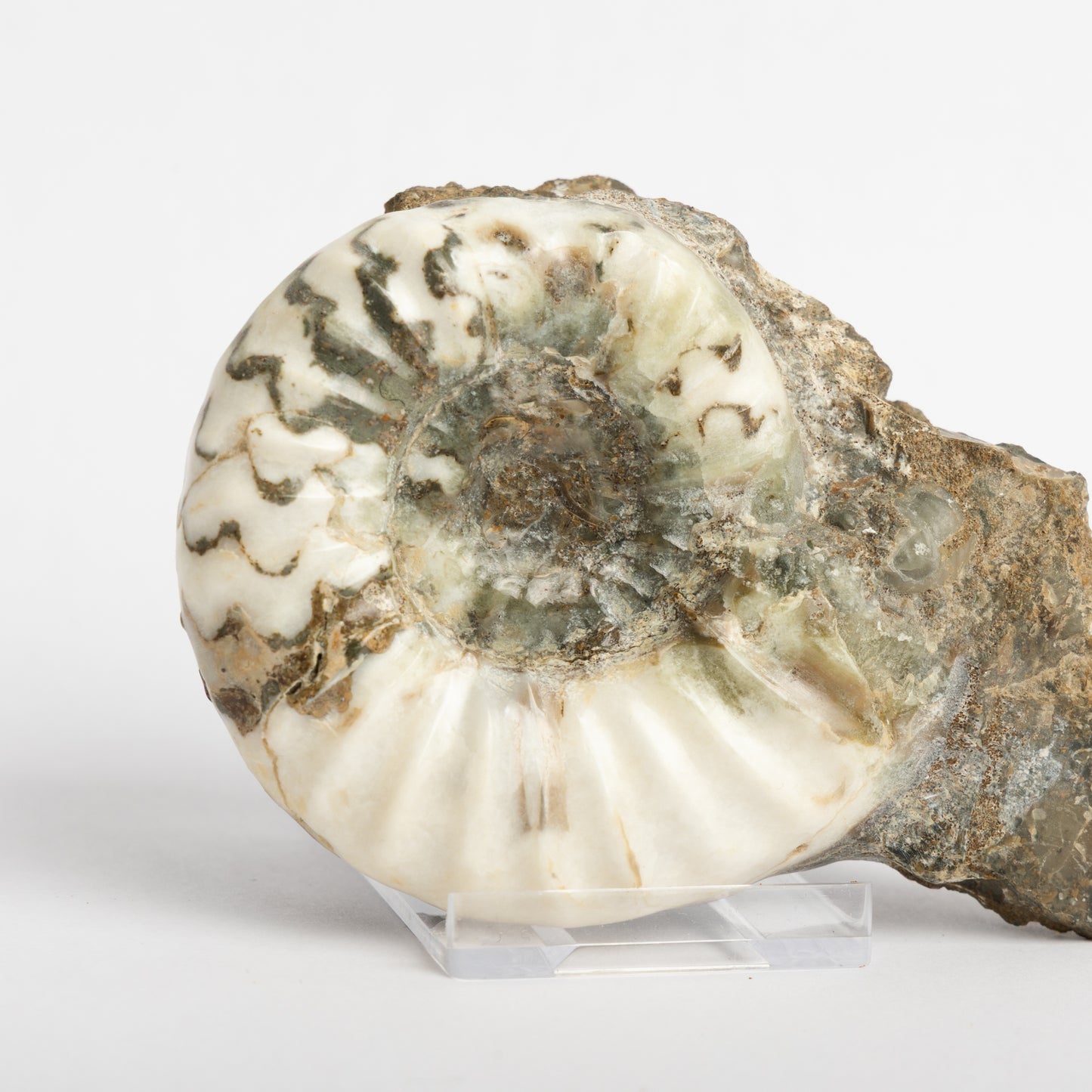 Aegasteroceras sagittarium Ammonite