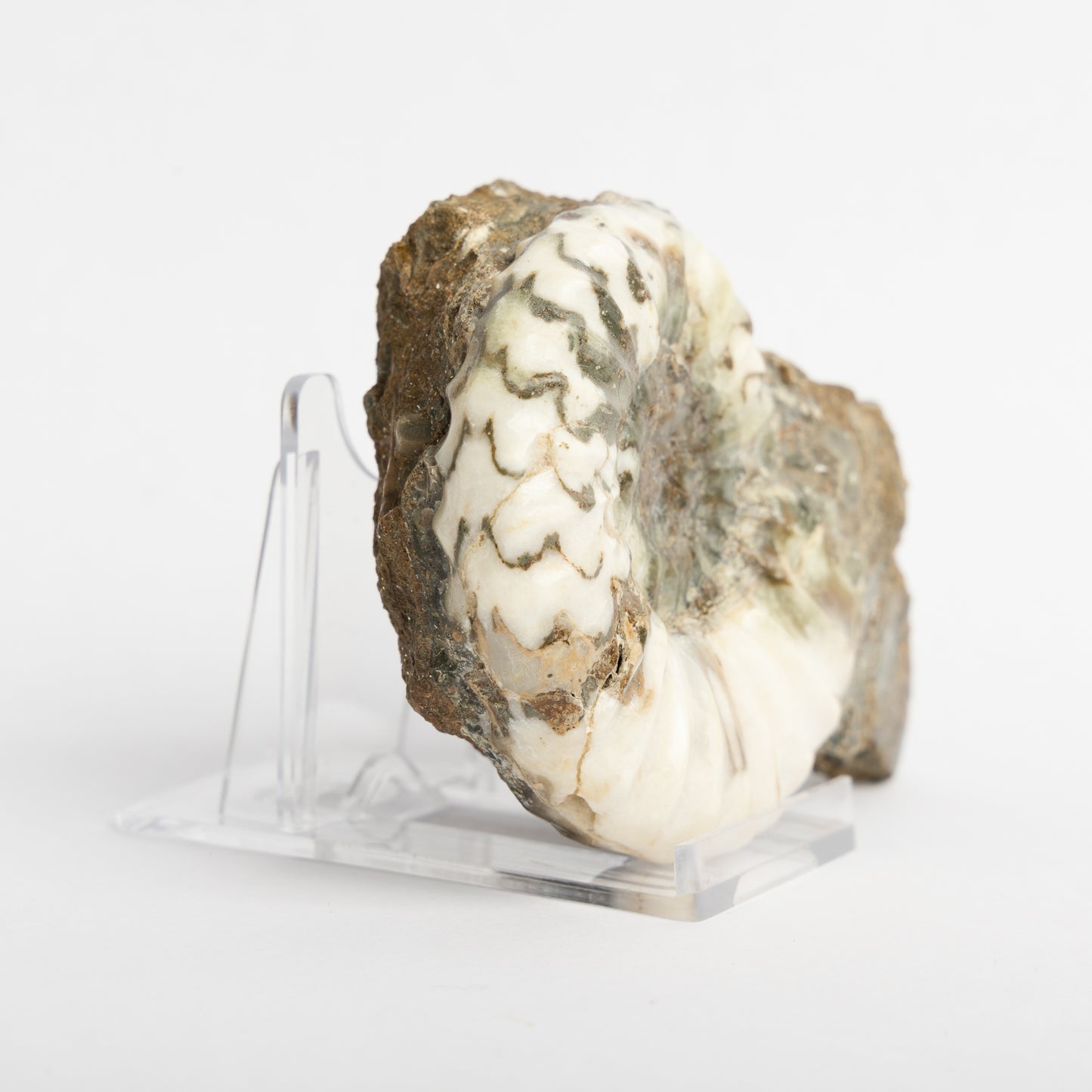 Aegasteroceras sagittarium Ammonite