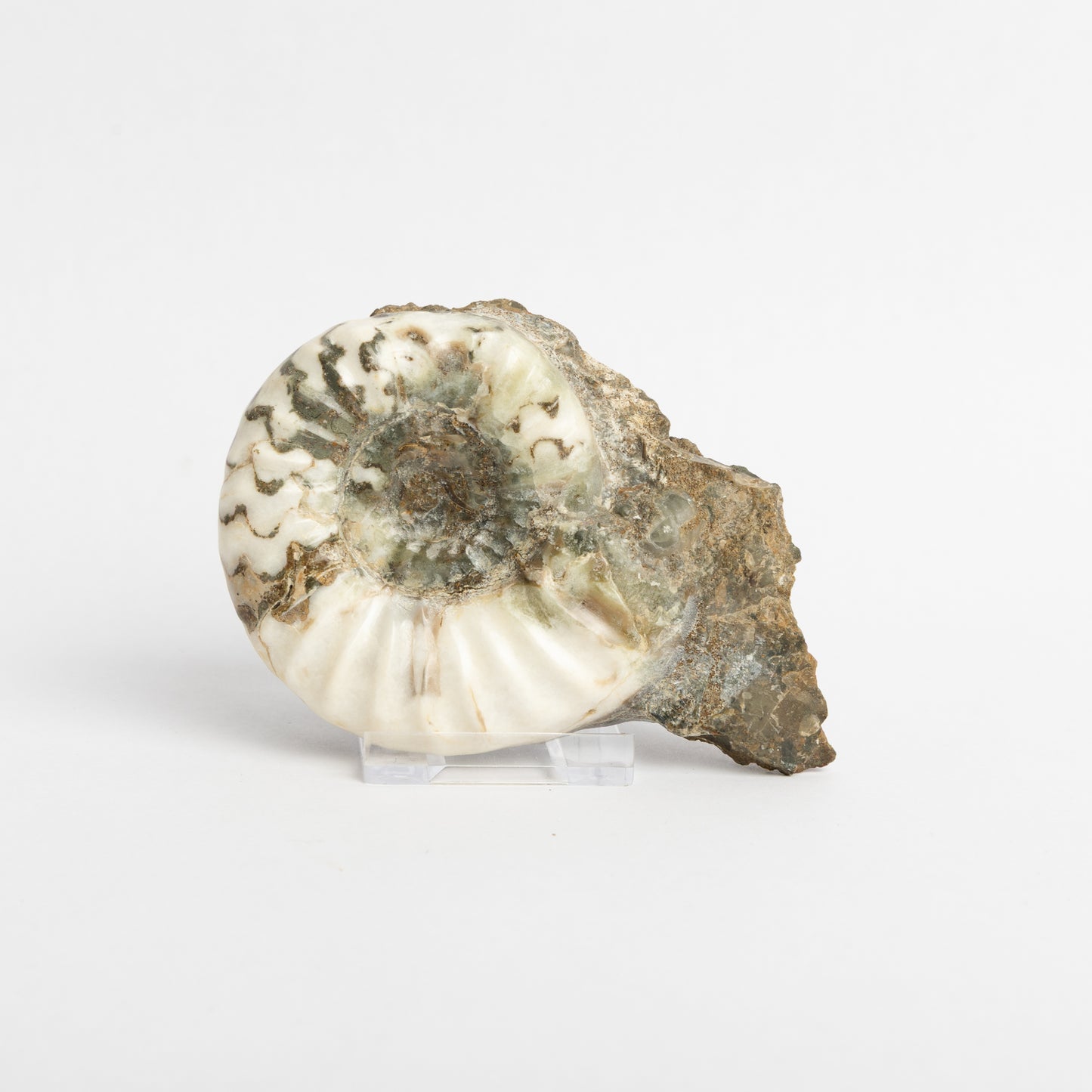 Aegasteroceras sagittarium Ammonite