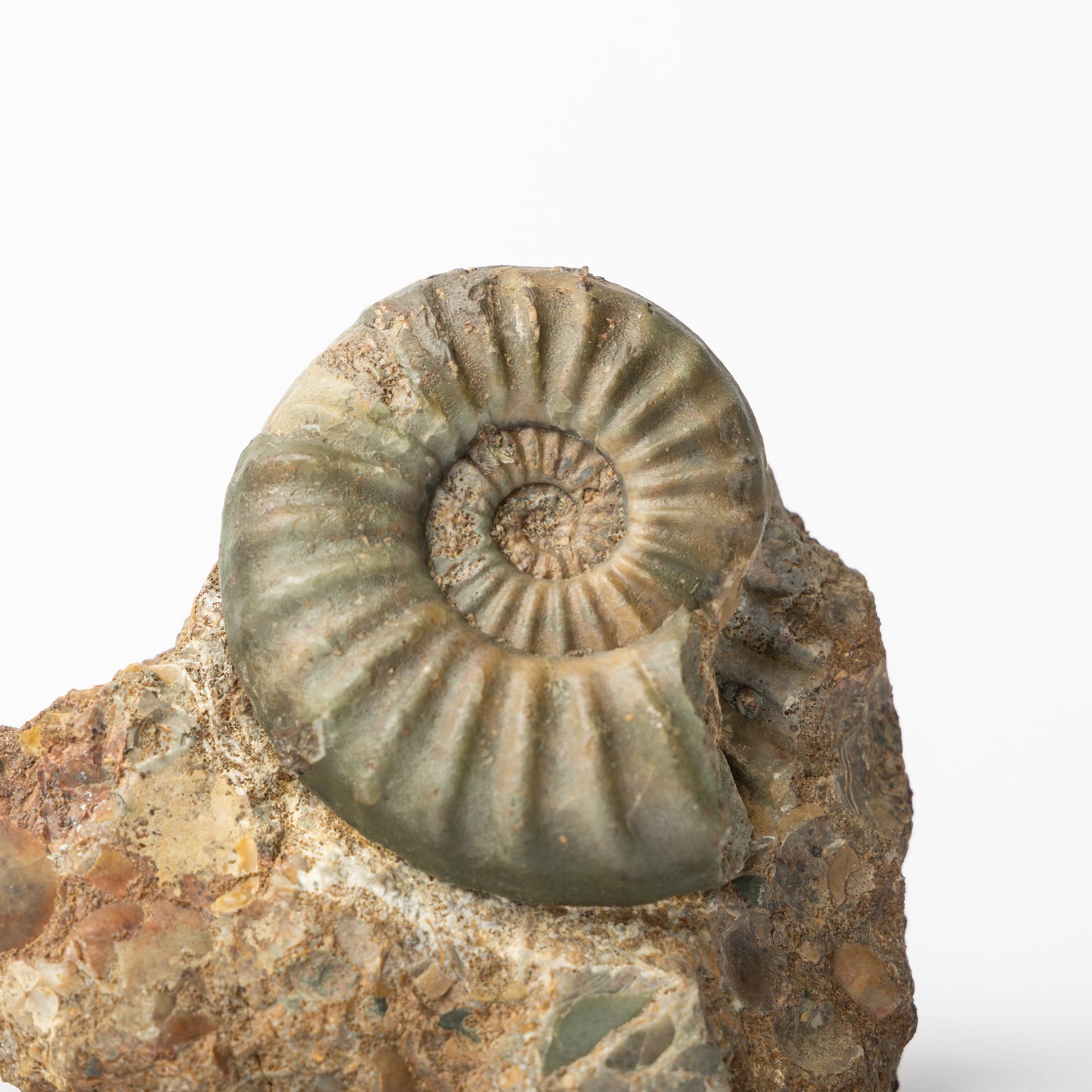 Aegasteroceras sp. Ammonite