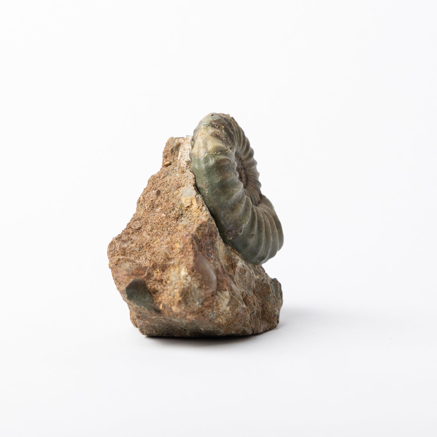 Aegasteroceras sp. Ammonite