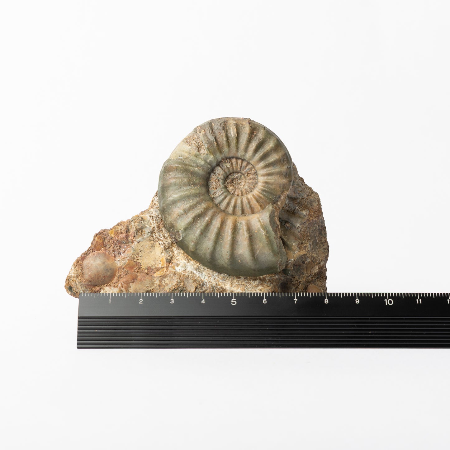 Aegasteroceras sp. Ammonite