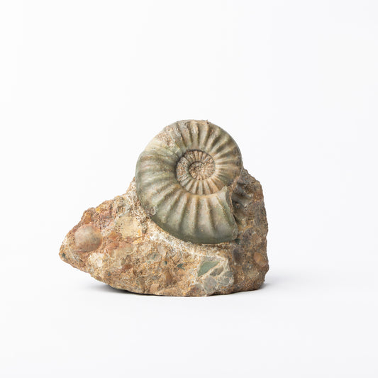 Aegasteroceras sp. Ammonite