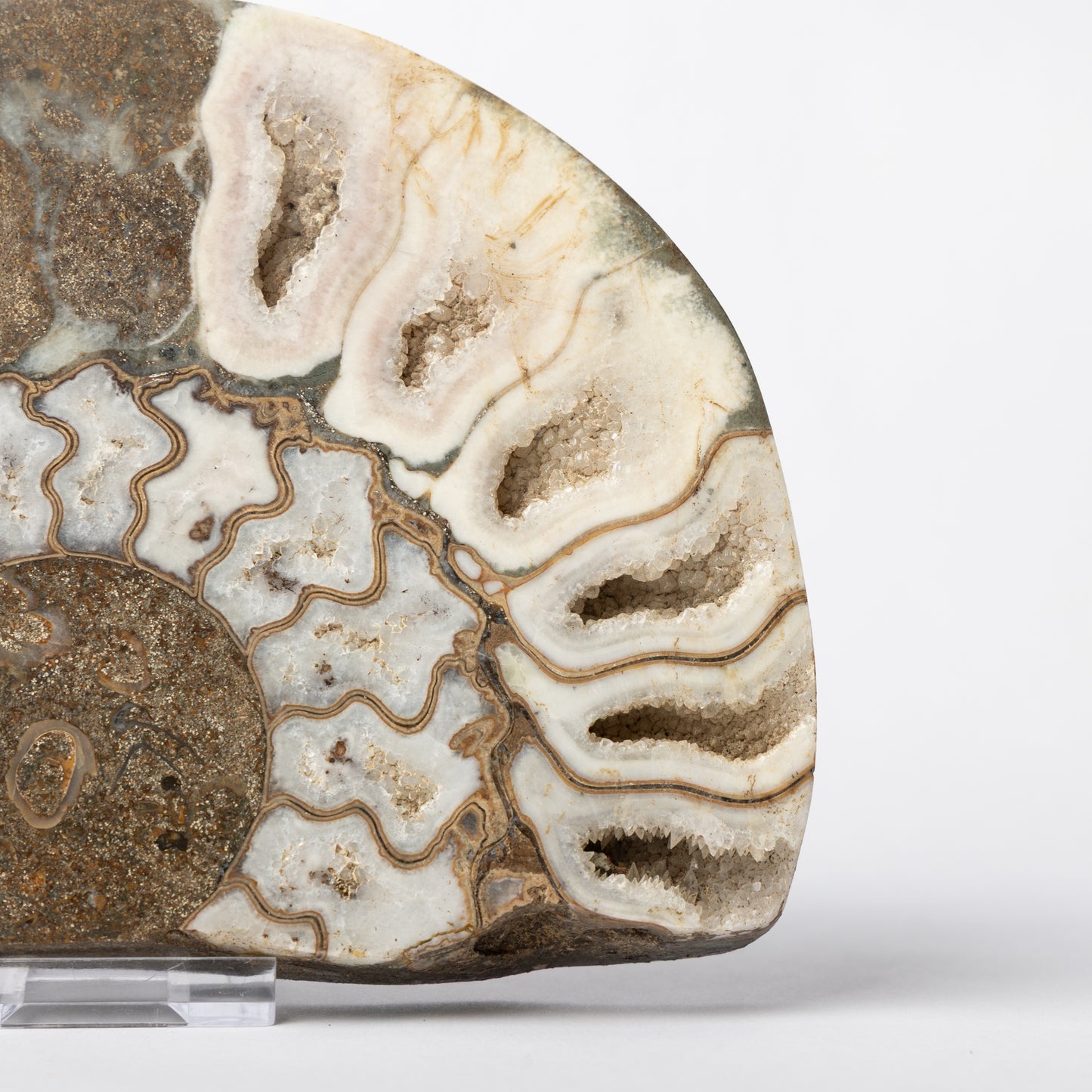 Aegasteroceras sp. Polished Ammonite