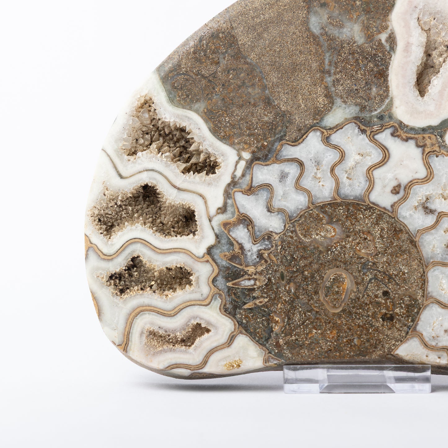Aegasteroceras sp. Polished Ammonite