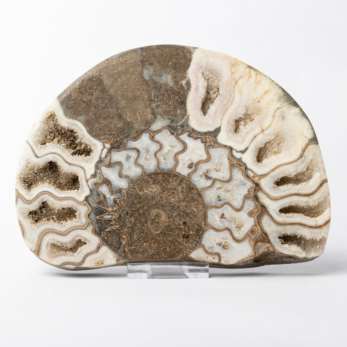 Aegasteroceras sp. Polished Ammonite