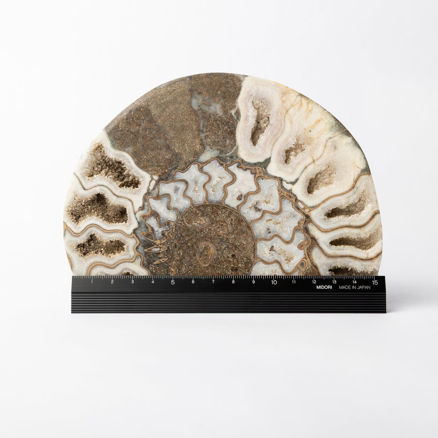 Aegasteroceras sp. Polished Ammonite