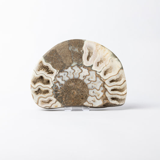 Aegasteroceras sp. Polished Ammonite
