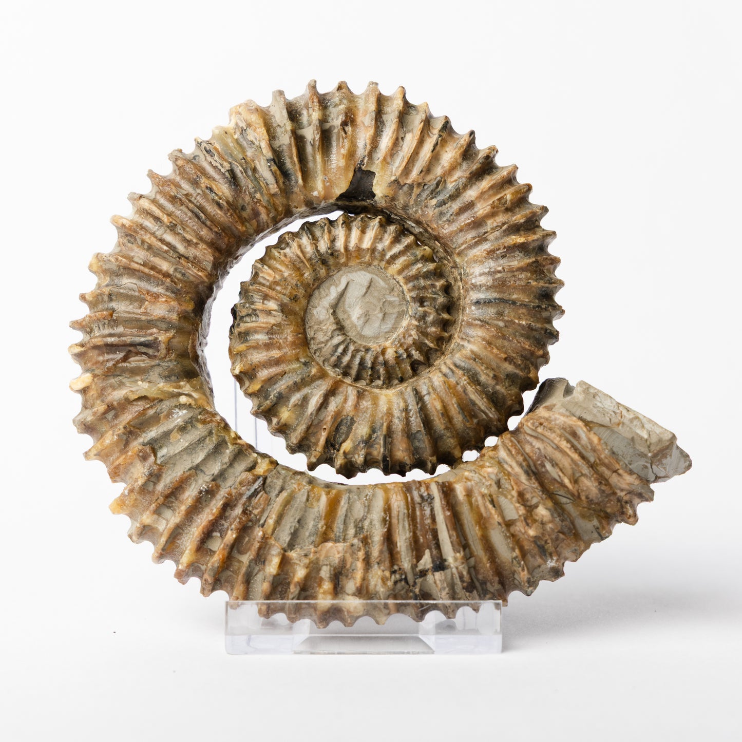 Aegocrioceras sp. Heteromorph Ammonite