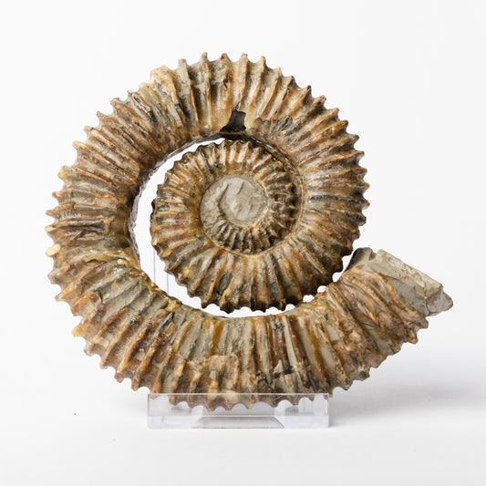 Aegocrioceras sp. Heteromorph Ammonite