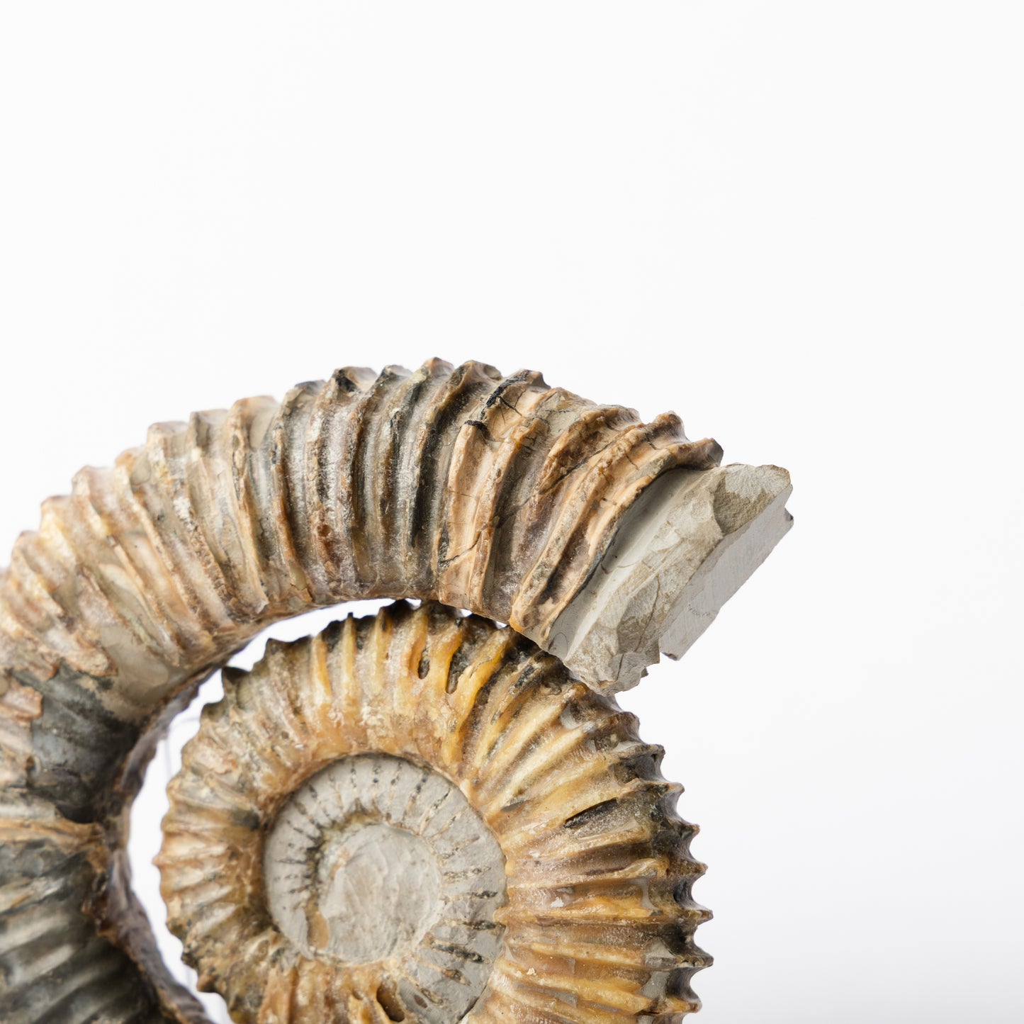 Aegocrioceras sp. Heteromorph Ammonite