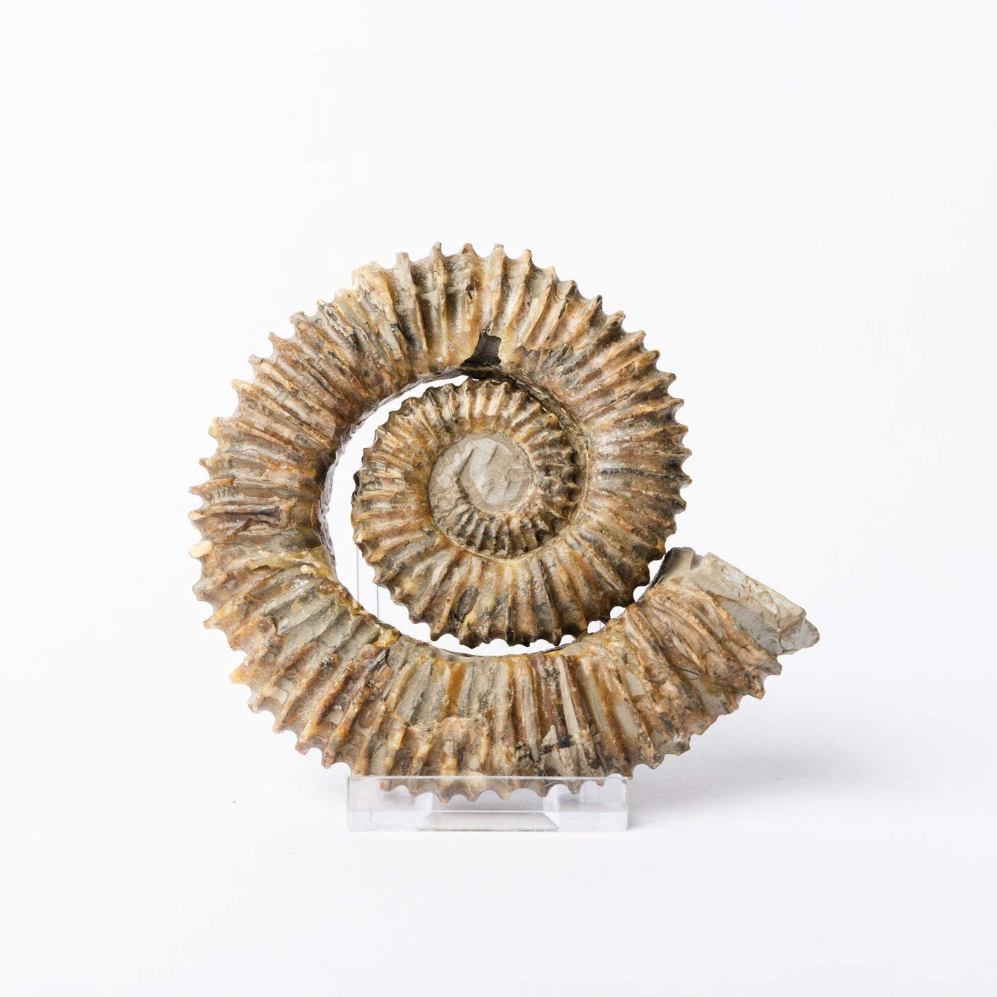 Aegocrioceras sp. Heteromorph Ammonite
