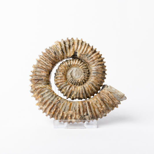 Aegocrioceras sp. Heteromorph Ammonite