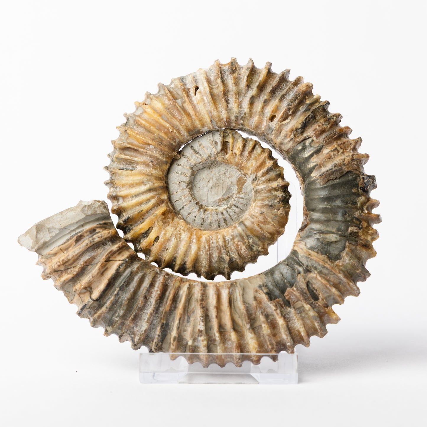 Aegocrioceras sp. Heteromorph Ammonite