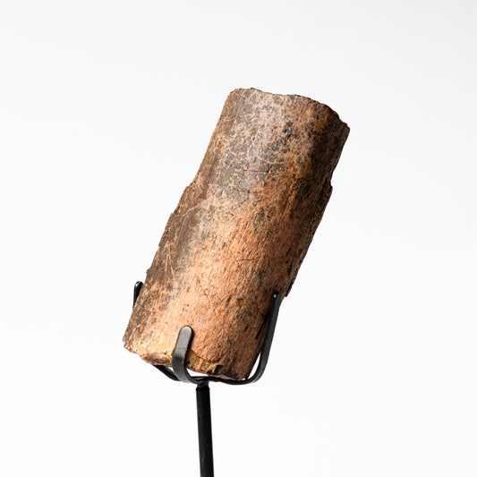 Allosaurus Metatarsal Bone on Stand (Partial)