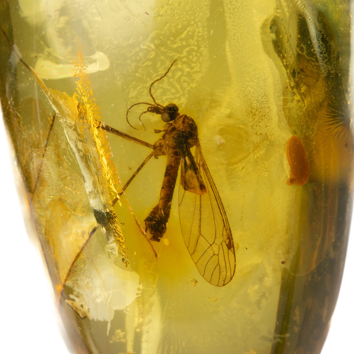 Baltic Amber with Bibionidae Fly Inclusion