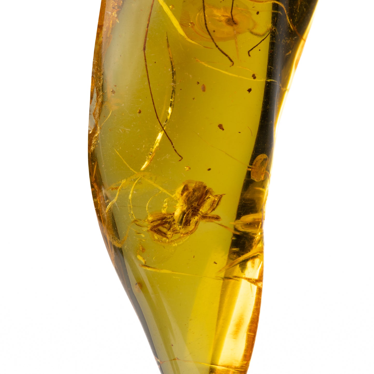 Baltic Amber with Spider Inclusion