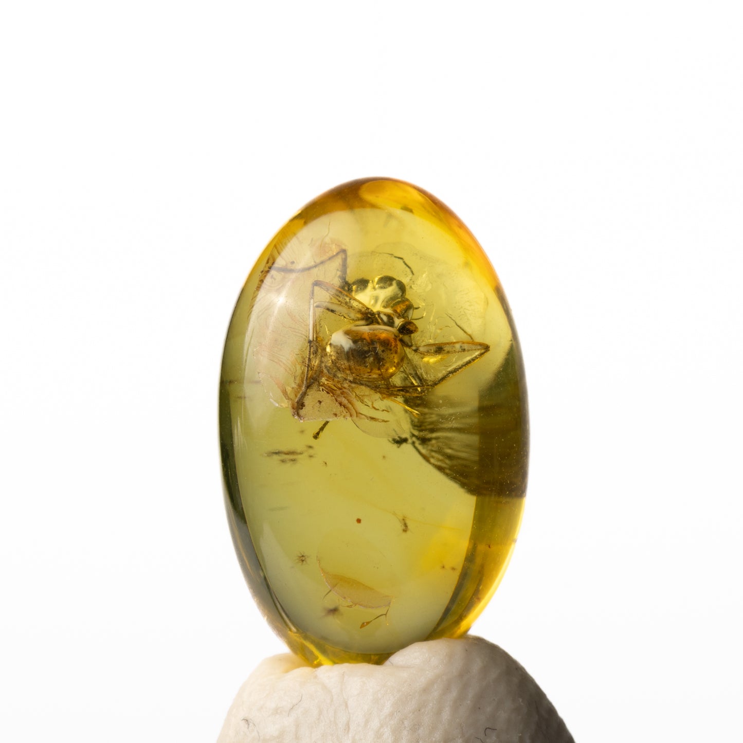 Baltic Amber with Spider Inclusion